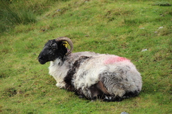 * SOUVENIR DU VOYAGE DU COMITE EN IRLANDE SEPTEMBRE 2016