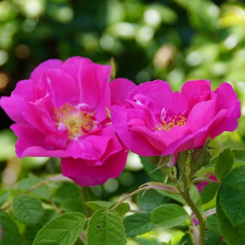 Rose de Provins Rosa gallica officinalis.jpg