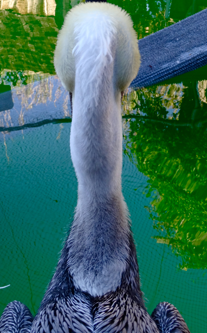 partage du mois de février : les oiseaux et/ou les anges 