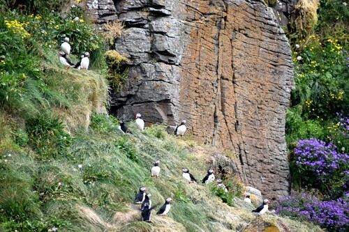 De Laugarhóll à Laugarhóll via Grímsey