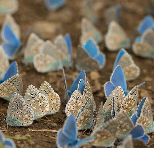 LA MAGIE DU BLEU