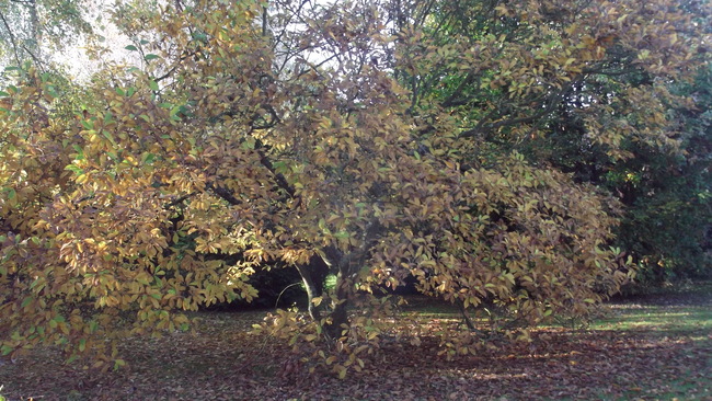 Tenue d'automne pour Marguerite