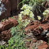 Saxifrage paniculée (Saxifraga paniculata)