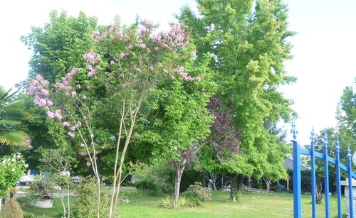 La vie au jardin après la canicule