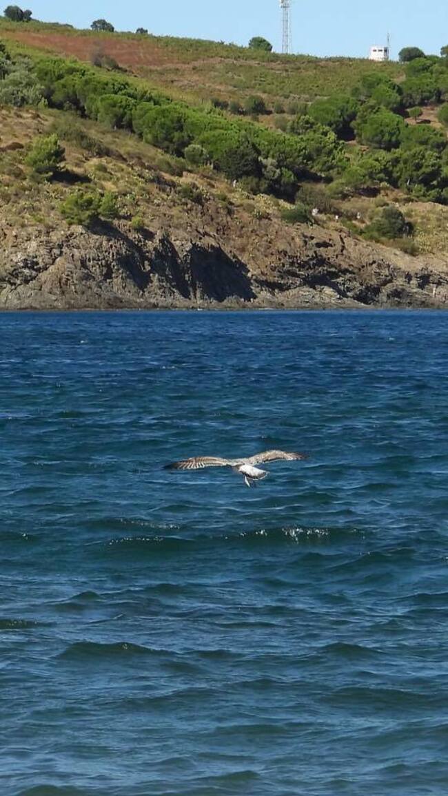 Anse de Paulille