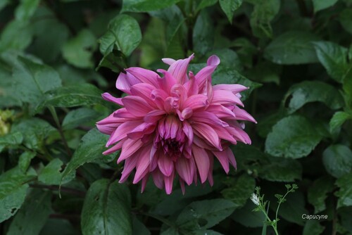 Entre été et automne, le coeur du jardin balance