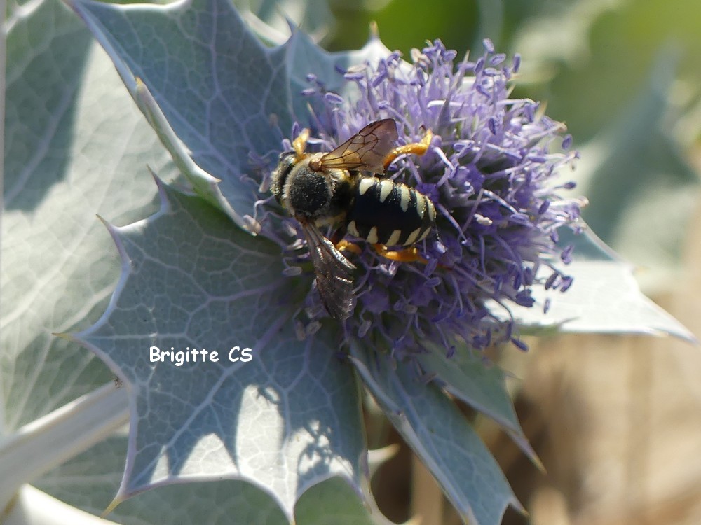 Abeilles et chardons bleus...