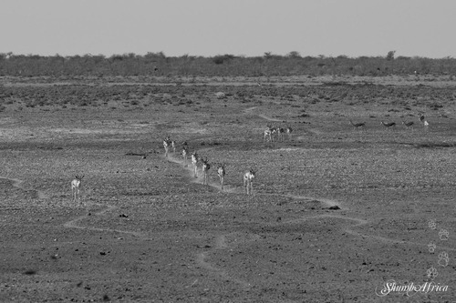 A day trip to Etosha