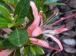 Identification par les fleurs !