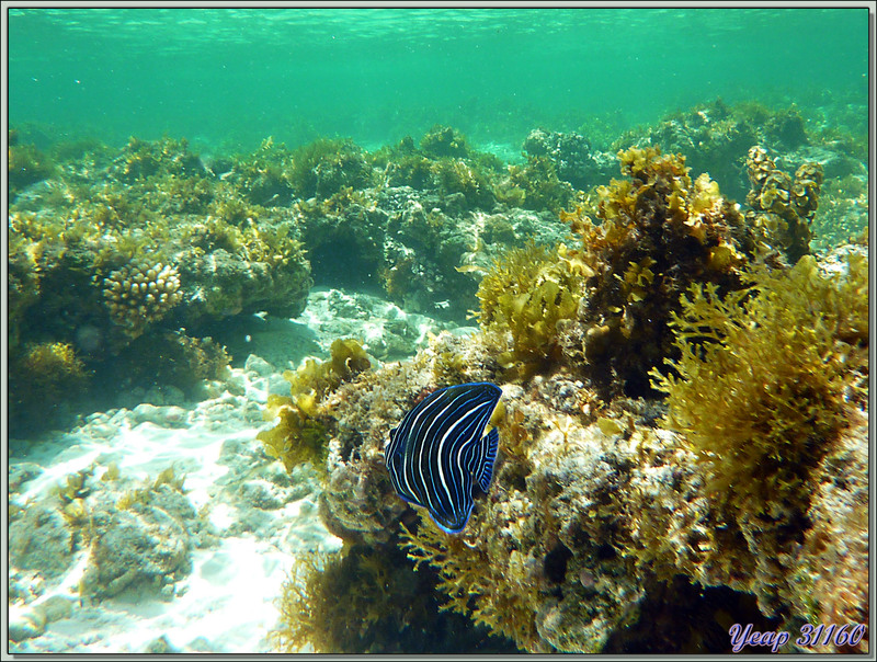 Poisson-ange à demi-cercles juvénile (Pomacanthus semicirculatus) - Anse Marie-Louise - Mahé - Seychelles