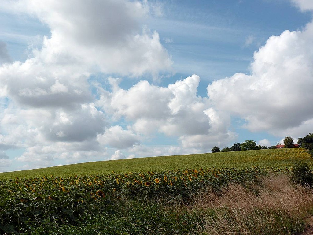 Lomagne-champ-tournesols2.jpg