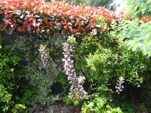 Les hortensias du jardin fin juin