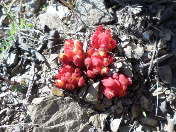 Cytinet rouge Cytinet rouge - Tuchan Mai 2016