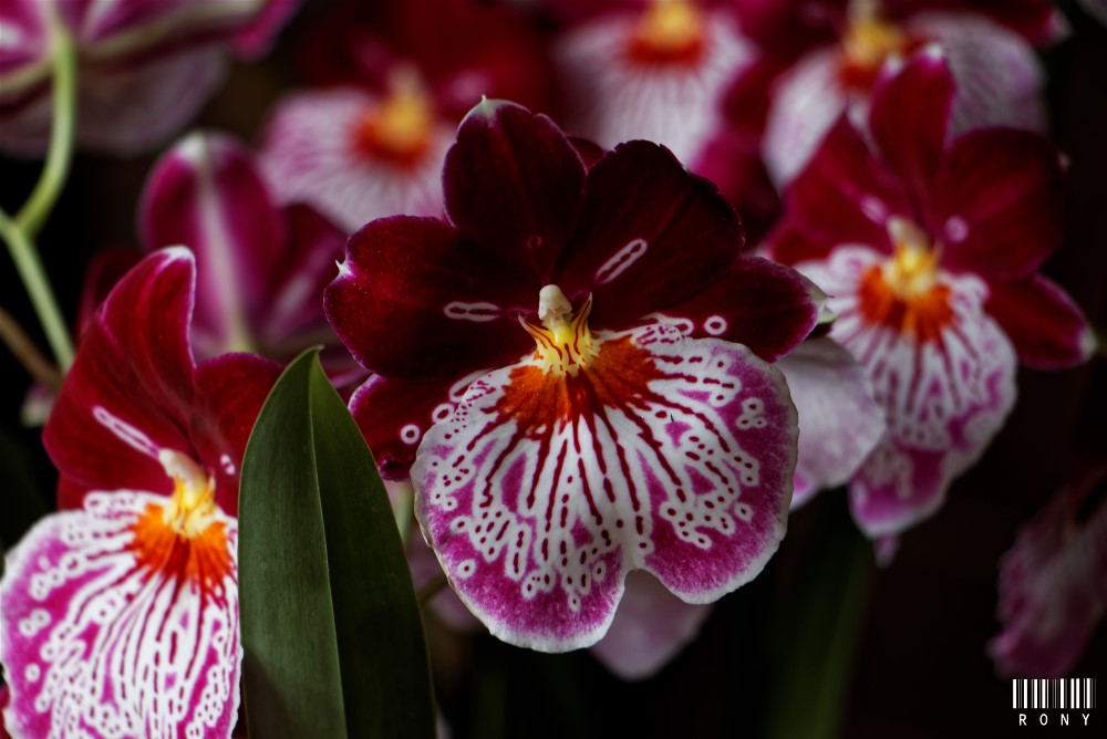 Exposition d'orchidées