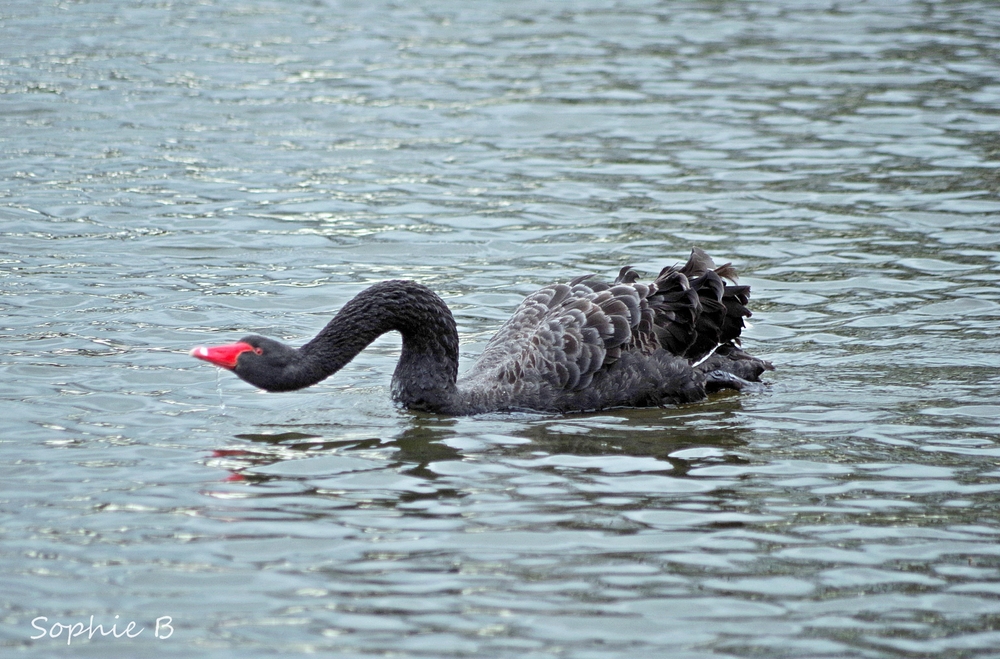 Cygnes noirs .