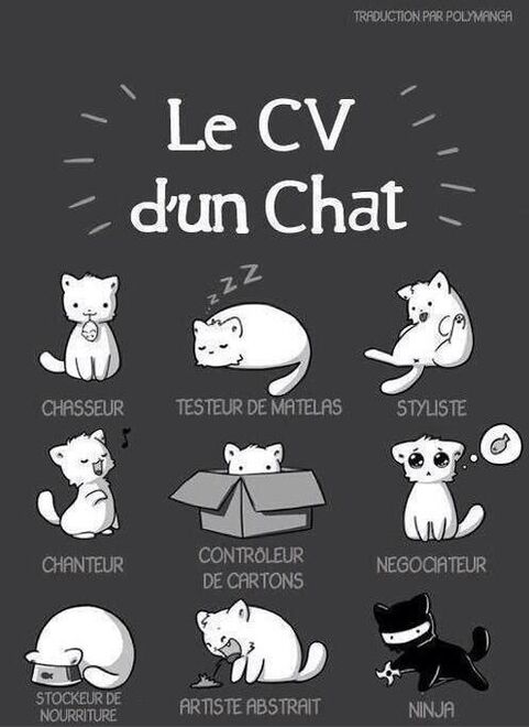 Twitter / EmotionWizard: Le CV d'un chat si vous l'avez ...: 