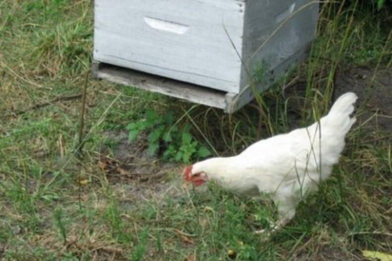 Landes : le poulet, l'arme fatale contre le frelon 