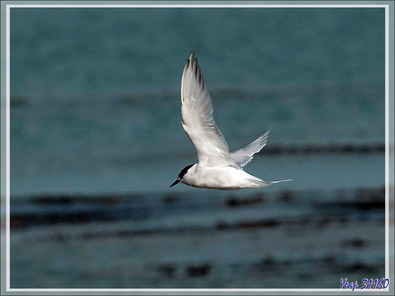 Sterne arctique, Arctic Tern (Sterna paradisaea) - Grytviken - Géorgie du Sud