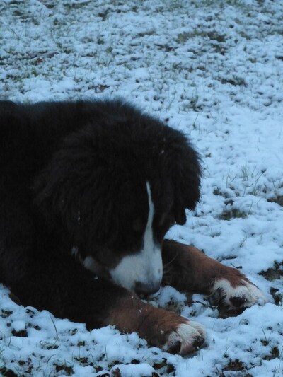 Jasper et la neige