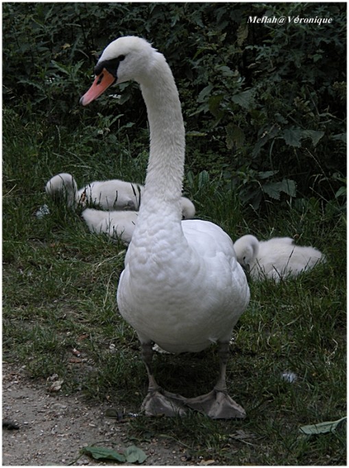 21 Juin 2011 Photo cygnes minimes 8