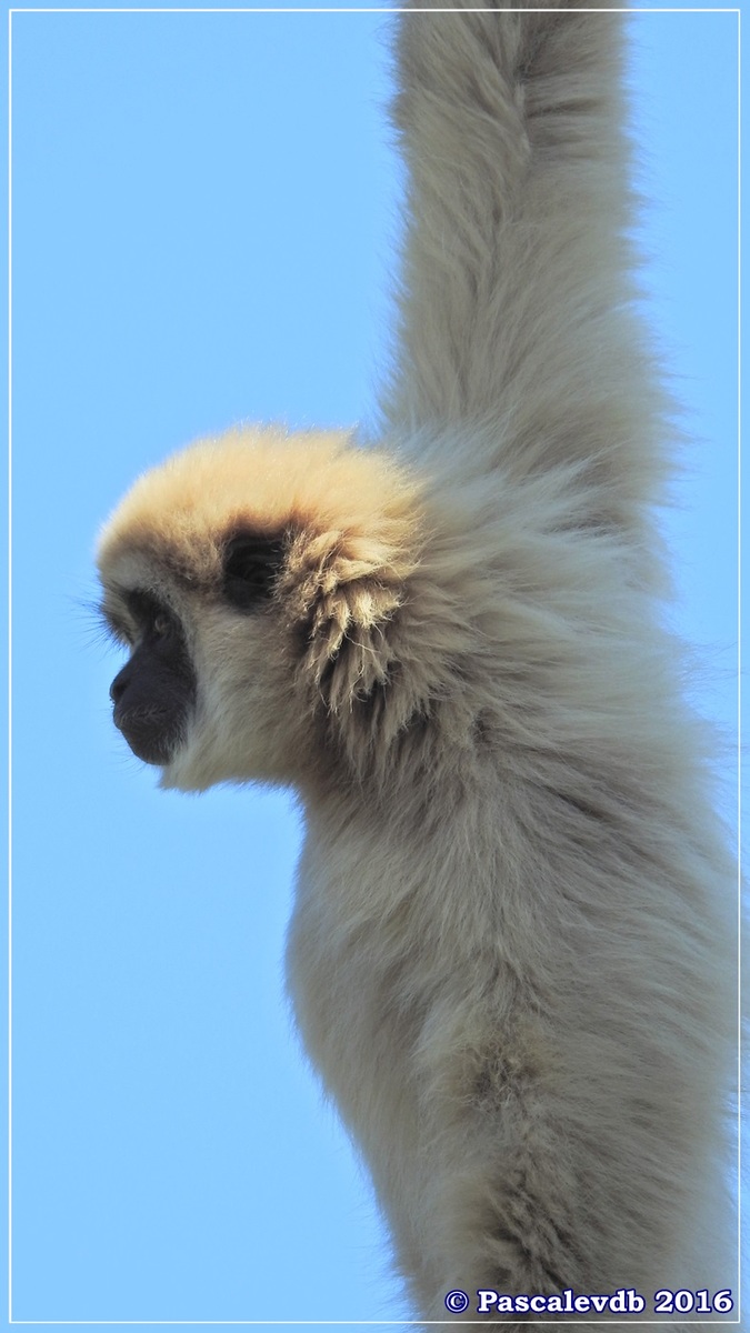 Zoo du Bassin d'Arcachon - Août 2016 - 3/15