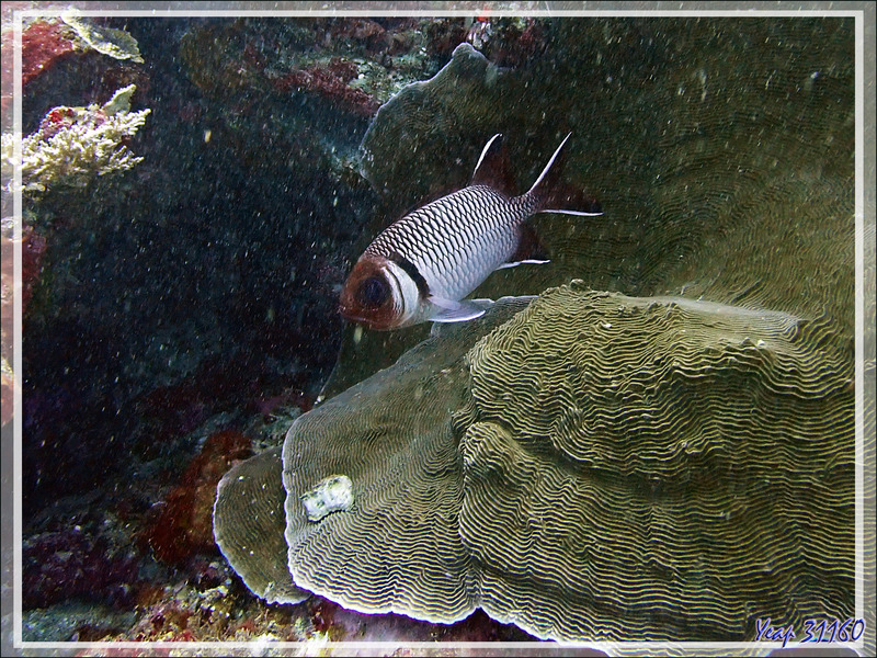 Poisson-soldat ou Marignan poklé, Blacktip soldierfish, Splendid squirrelfish (Myripristis botche), Mérou camouflage ? (Epinephelus polyphekadion) - Petit Castor - Tsarabanjina - Mitsio - Madagascar