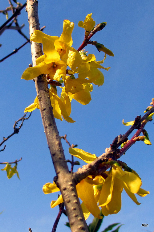 Couleur du printemps : le jaune !