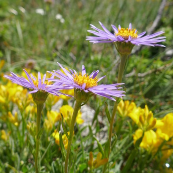 Aster des Alpes