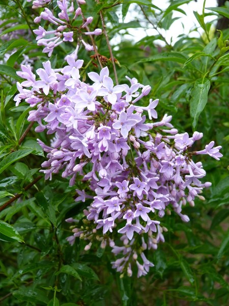 syringa persica