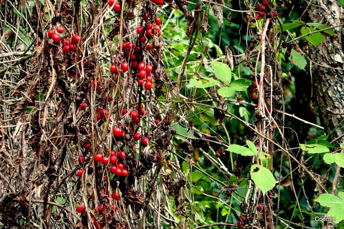 Des petites baies rouges !