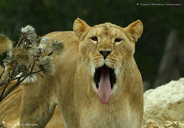 Grosse fatigue d'une Lionne