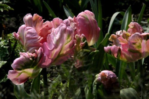 Tulipes Air1