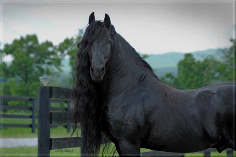 Le plus beau cheval du monde