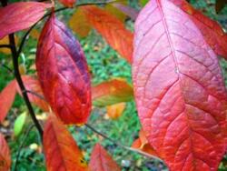 Pourquoi les feuilles rougissent ou jaunissent en automne ?