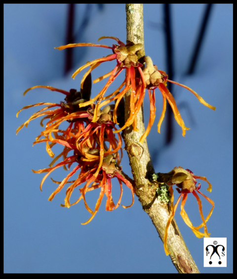 Amamélis en fleur