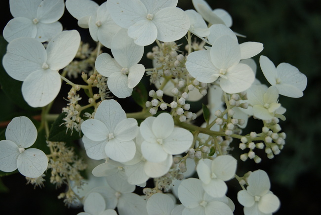 Hydrangea paniculata 