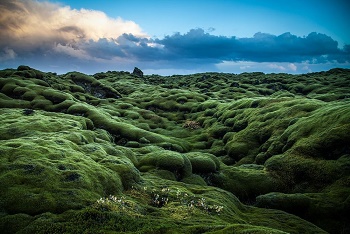 Les champs de lave moussue d'Islande