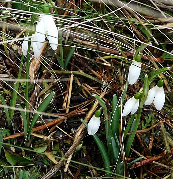 Perce-neige--21-02-10-007.jpg