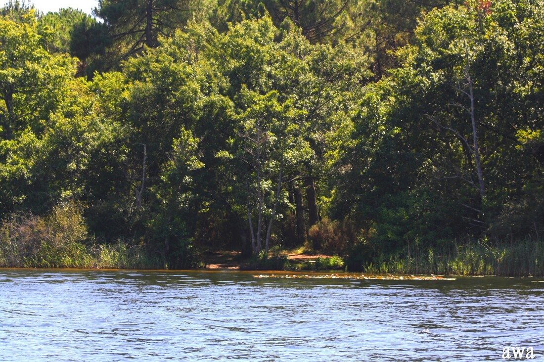 Balade sur le lac de LACANAU 1/2 