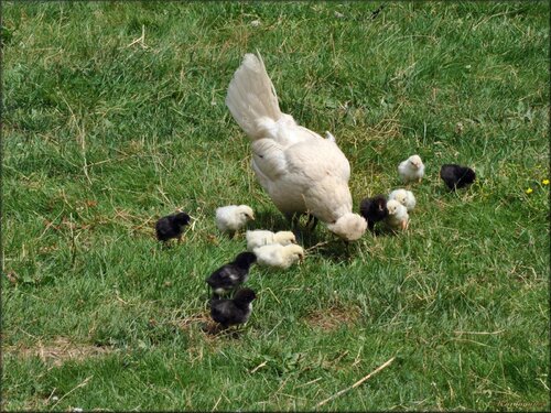 Jolie famille de gallinacées : Parc de la Court d'Aron 