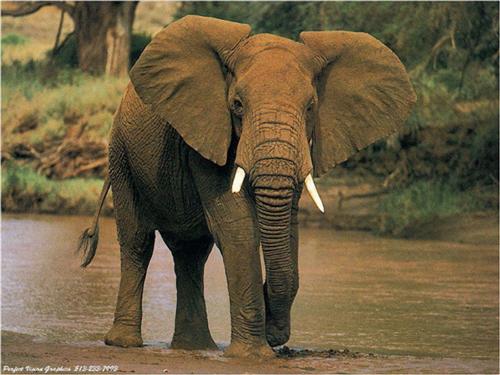 male-elephant-afrique