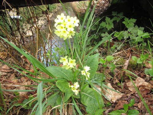  Primevère élevée ou Primevère des bois (Primula elatior)