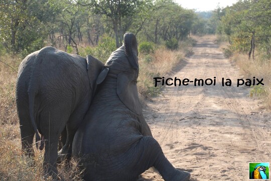 Afrique du Sud : juin 2018 safari bébés éléphants 2/4