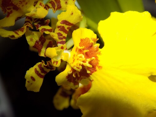 Orchidée oncidium