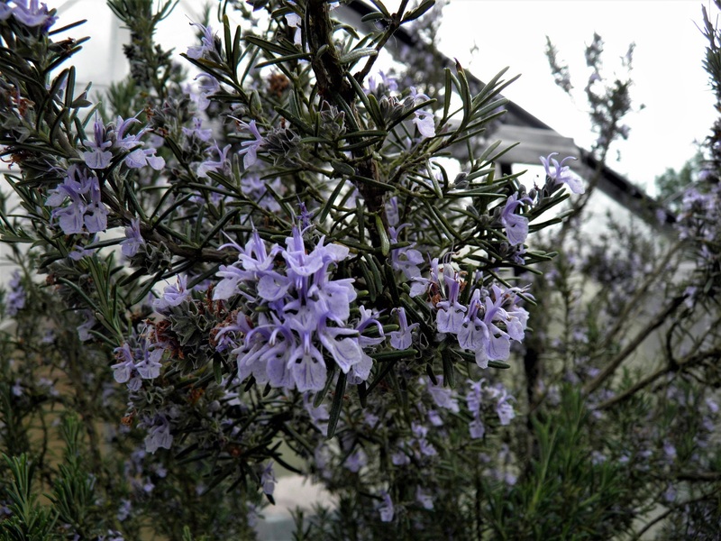 Jolies fleurs de... de quoi en fait ?