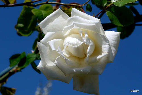 Roses blanches !