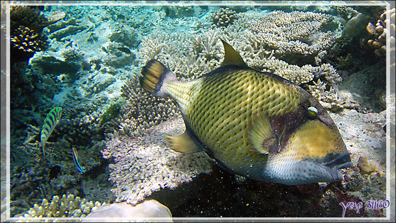 Baliste à moustache ou titan, Giant trigger-fish (Balistoides viridescens) - Snorkeling à Athuruga - Atoll d'Ari - Maldives