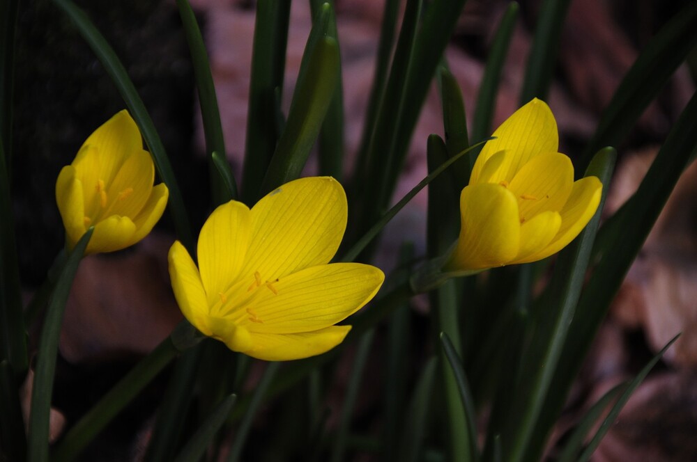 P'tit Crocus d'automne