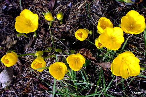 Mes crocus jaunes d’automne