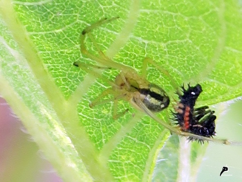 Enoplognatha ovata  